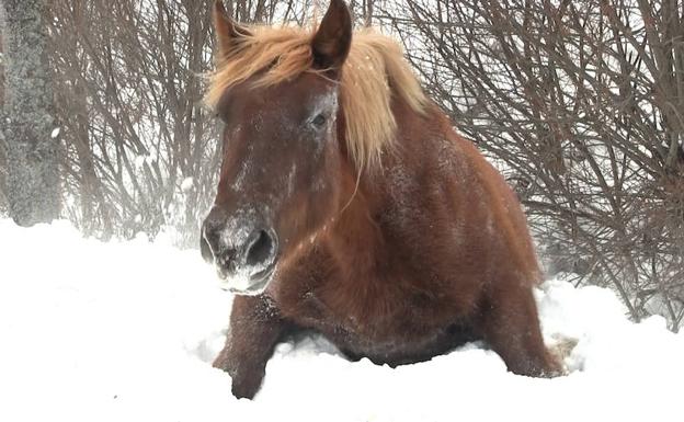 Una de las yeguas atrapadas en la nieve.