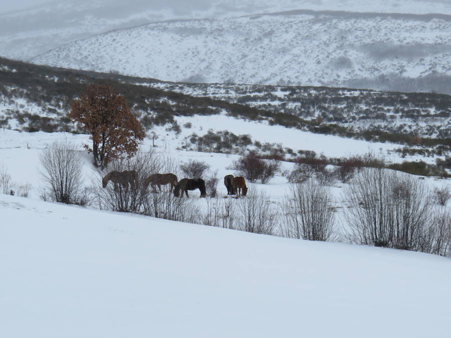 Rescate en la nieve