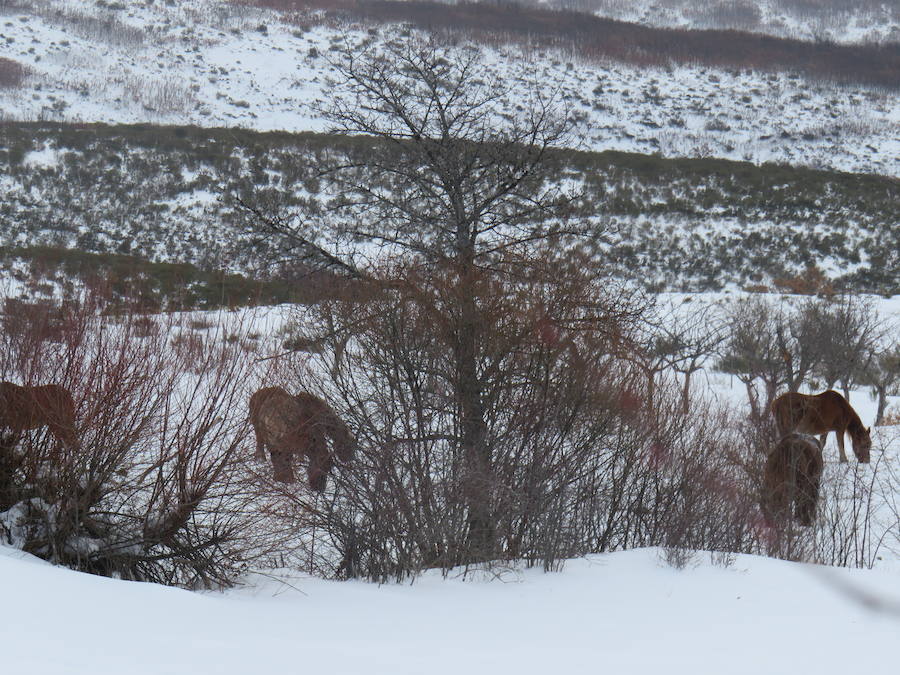 Rescate en la nieve