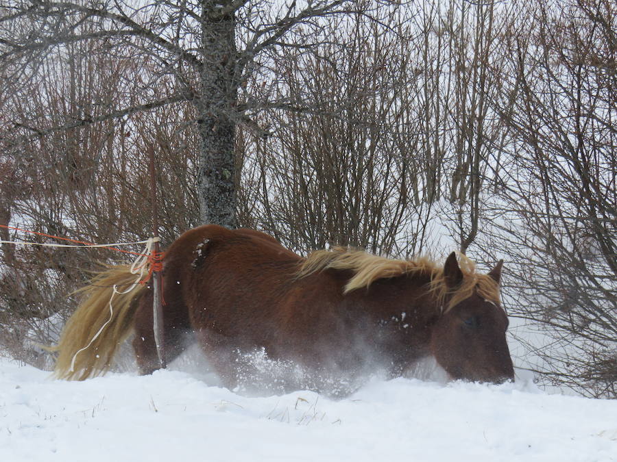 Rescate en la nieve