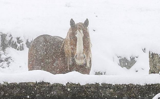 Imagen de un caballo bajo la nieve en las últimas tormentas en la provincia. 
