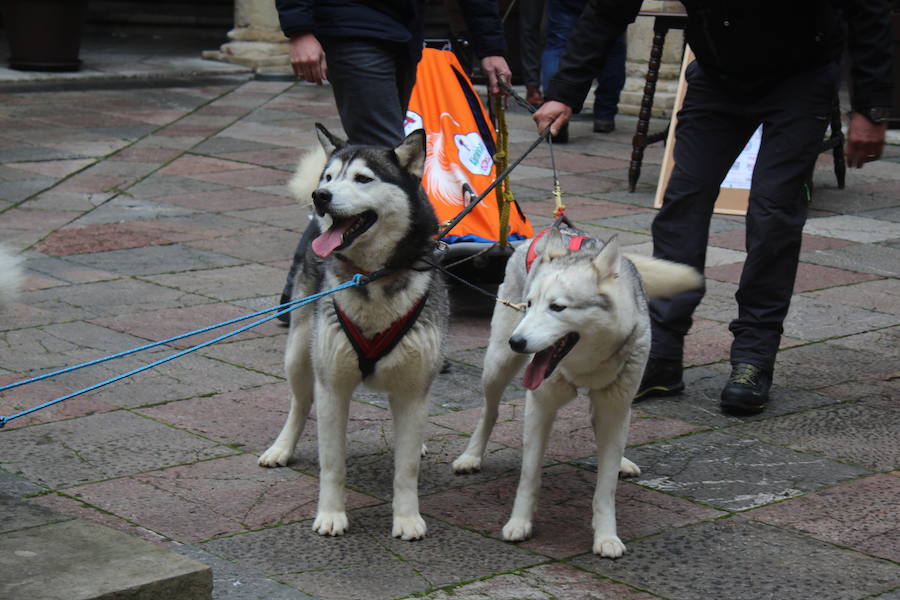 El mushing, a la conquista de Vegarada