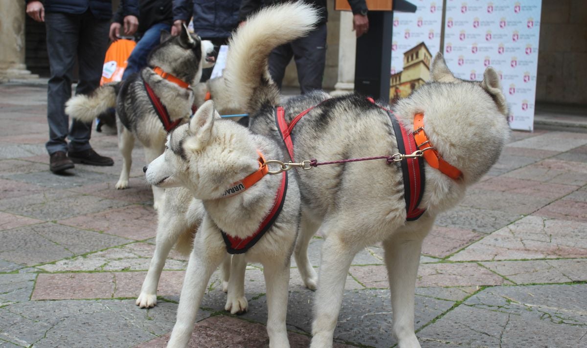 El mushing, a la conquista de Vegarada