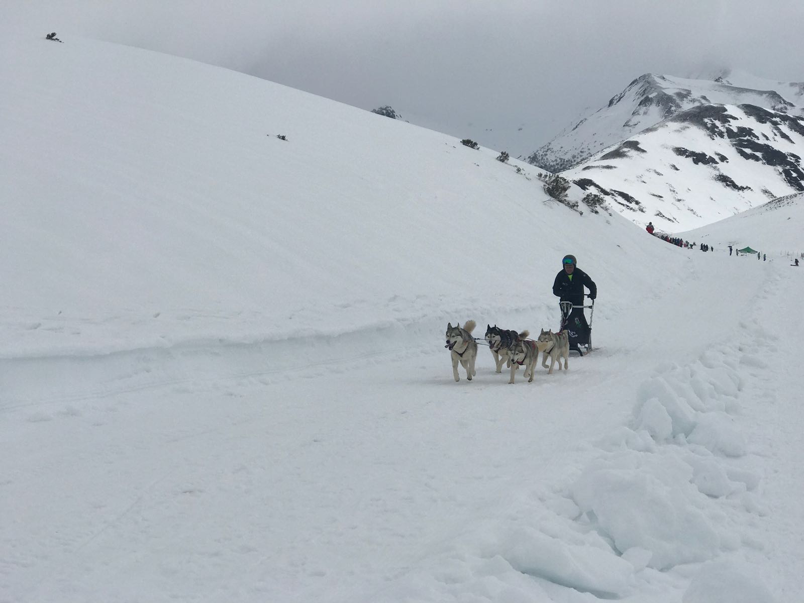 Vegarada, capital autonómica del mushing