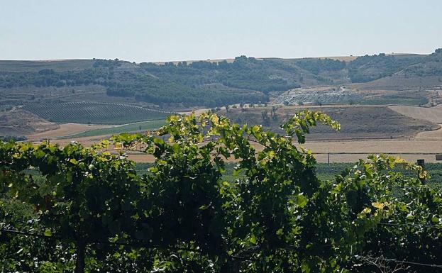 Bodega de Pago de Carrovejas en Peñafiel. D. O. Duero. 