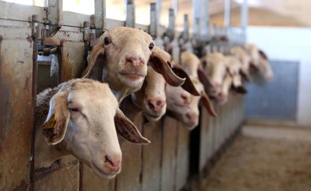 La Alianza reclama a la Junta que no penalice a los ganaderos de ovino y caprino en la ayuda asociada