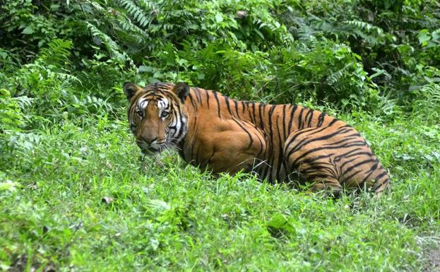 Un tigre salvaje, en una imagen de archivo.