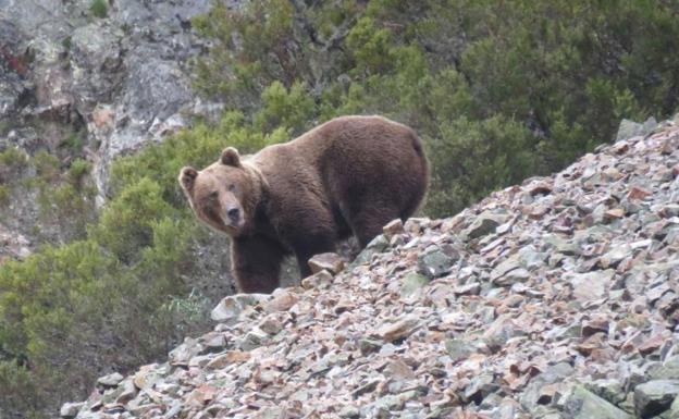 Un oso en la cordillera Cantábrica de la que forma parte el parque de Fuentes Carrionas. 