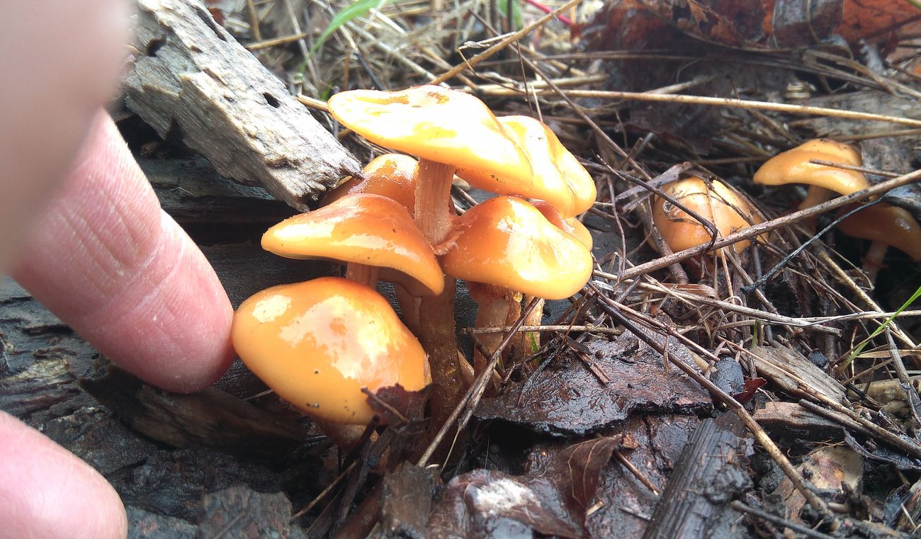 Setas en primavera en tierras bercianas