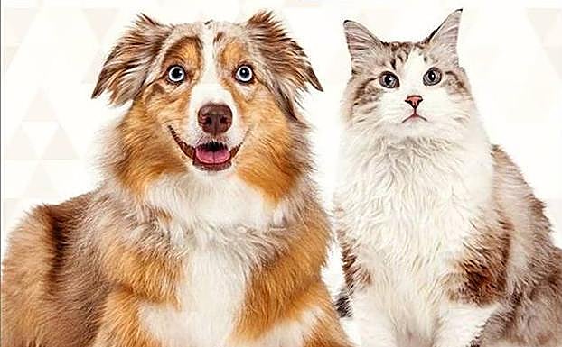 La XIII Operación Saco recaudará alimentos para mascotas en doce Mercadonas de la provincia