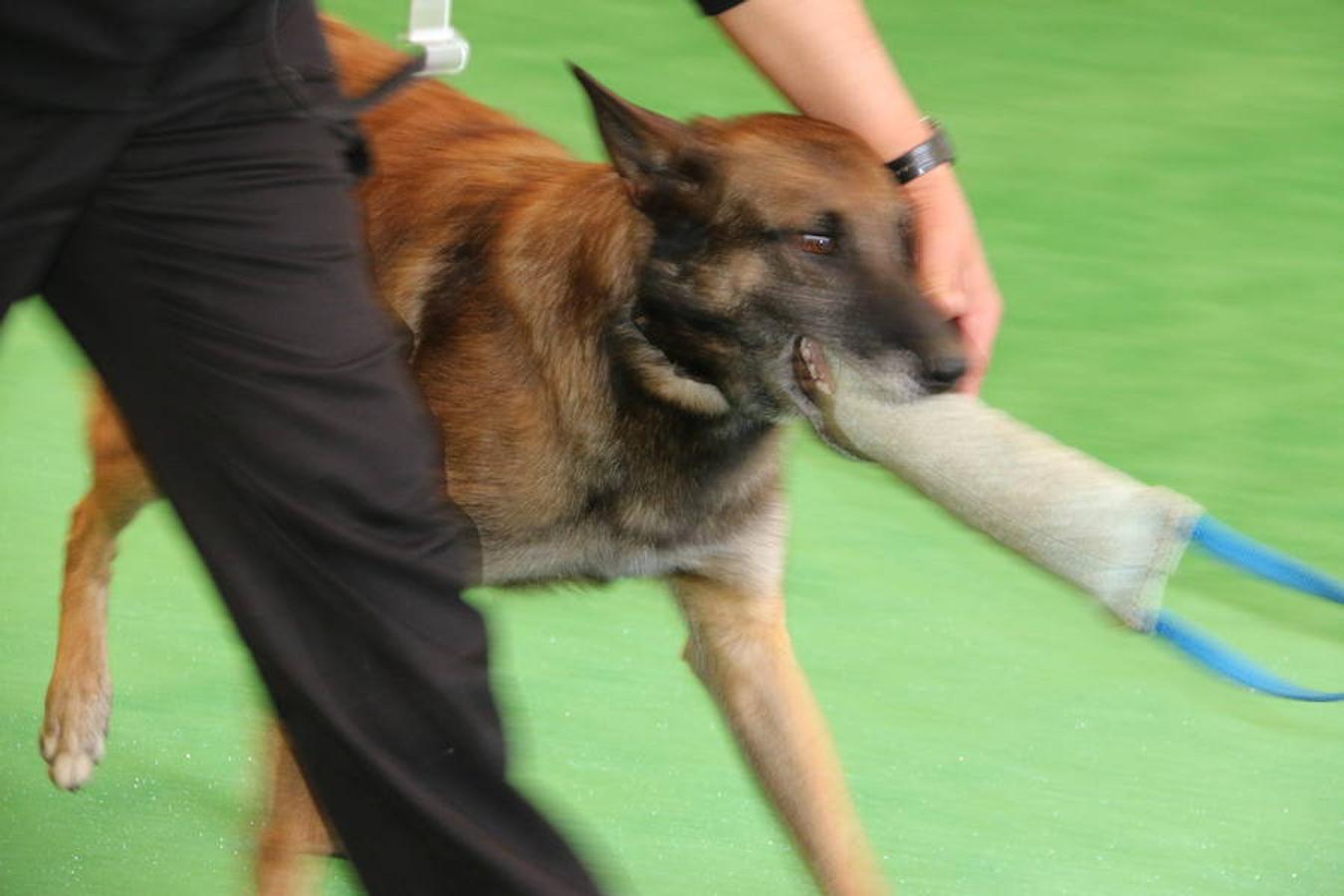 Fotos: Exhibición de perros en El Corte Inglés