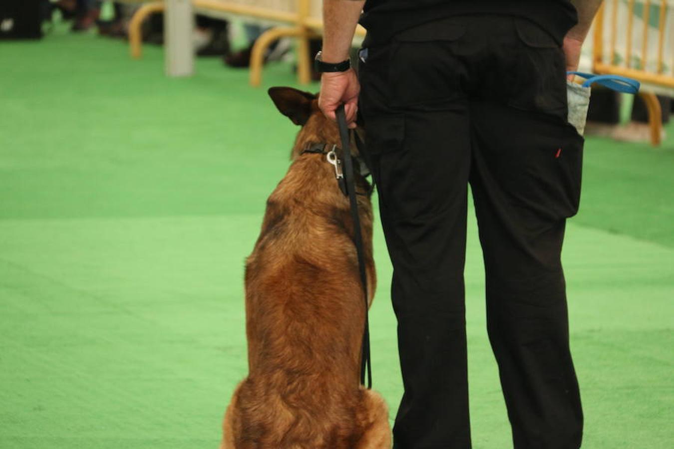 Fotos: Exhibición de perros en El Corte Inglés