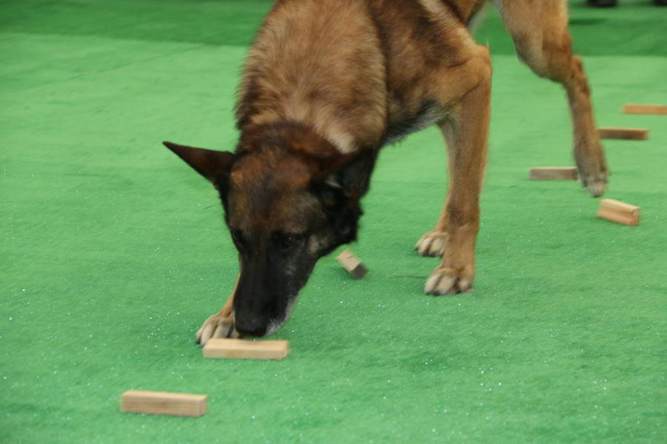 Fotos: Exhibición de perros en El Corte Inglés