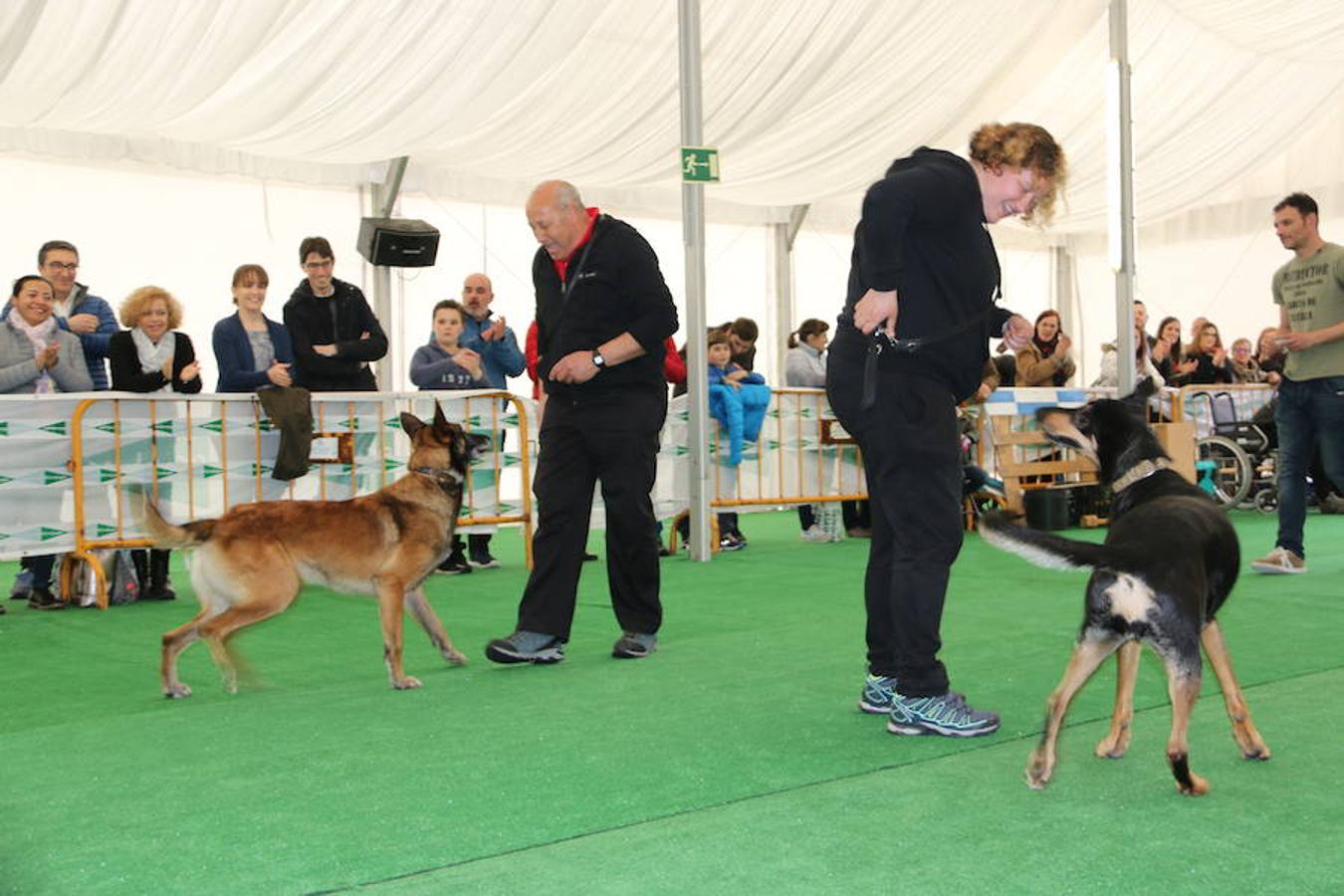 Fotos: Exhibición de perros en El Corte Inglés