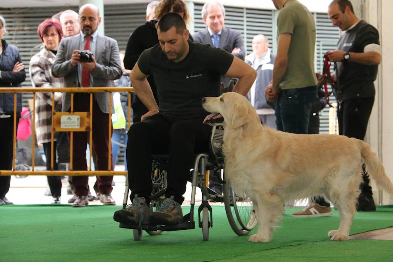 Fotos: Exhibición de perros en El Corte Inglés