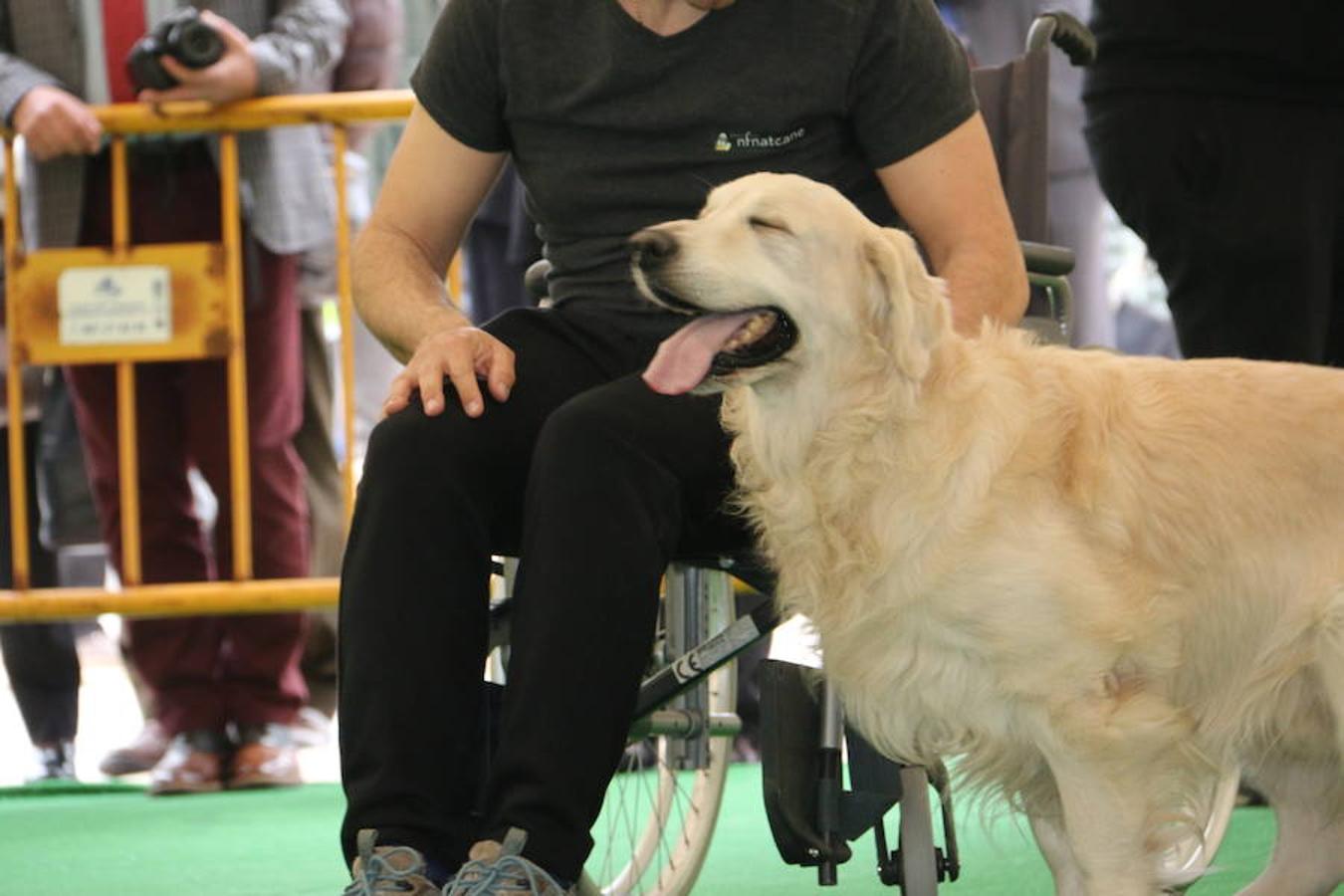 Fotos: Exhibición de perros en El Corte Inglés