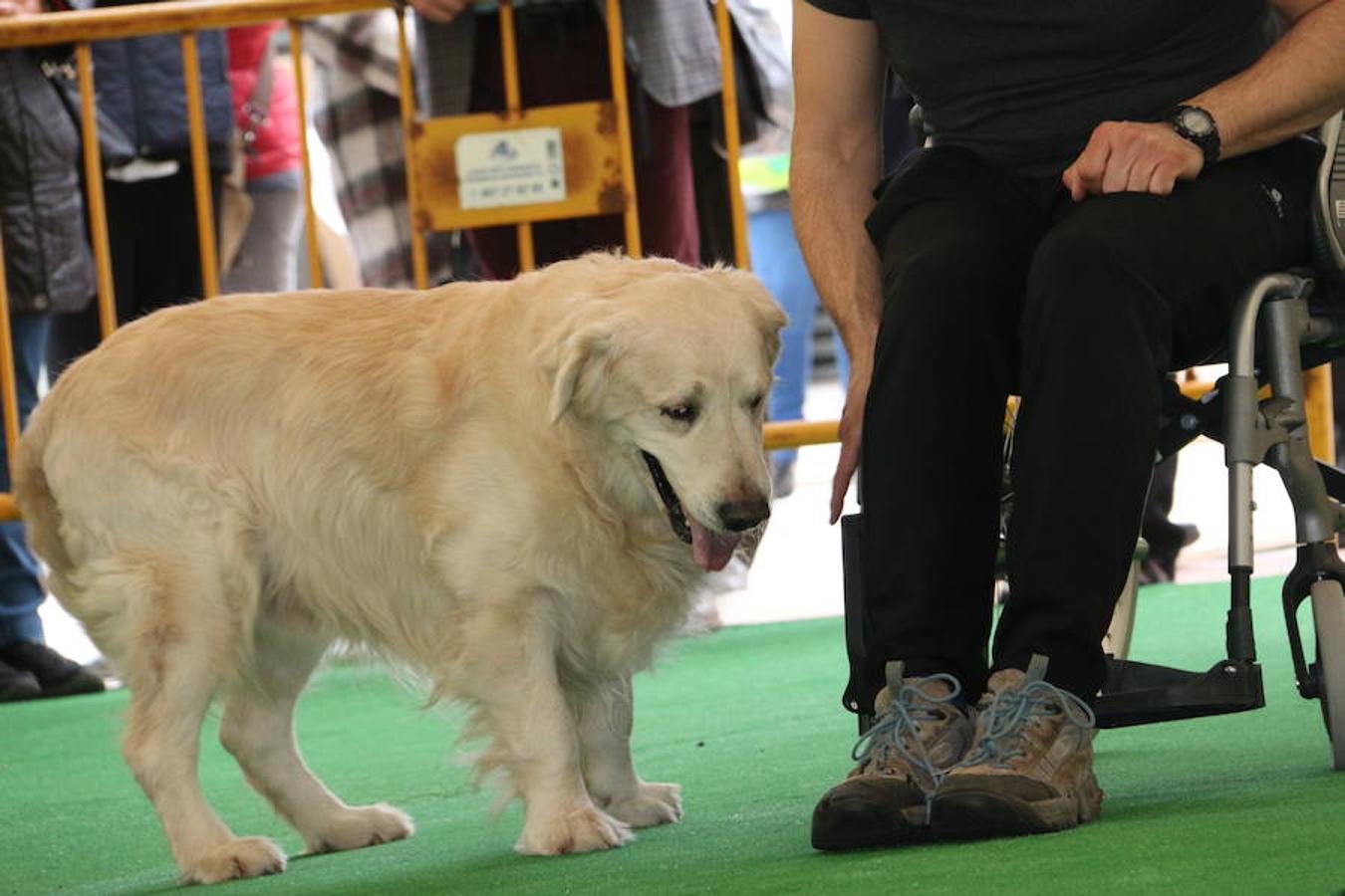 Fotos: Exhibición de perros en El Corte Inglés