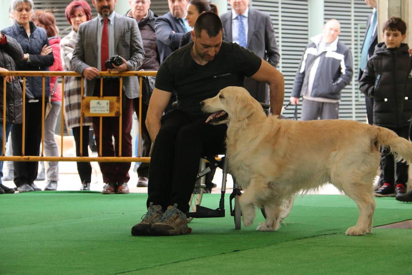 Fotos: Exhibición de perros en El Corte Inglés