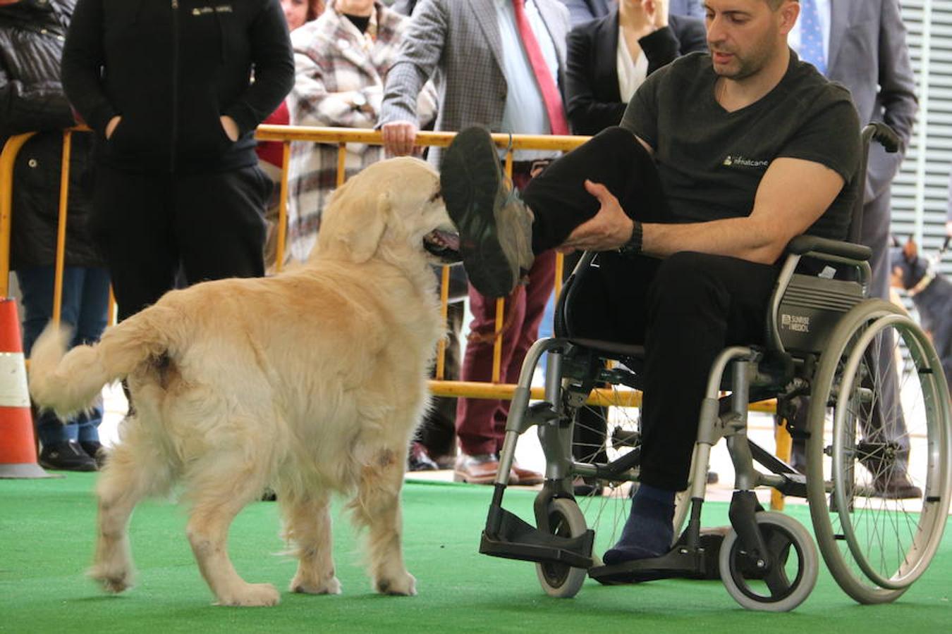 Fotos: Exhibición de perros en El Corte Inglés