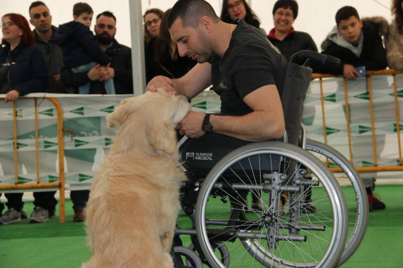 Fotos: Exhibición de perros en El Corte Inglés