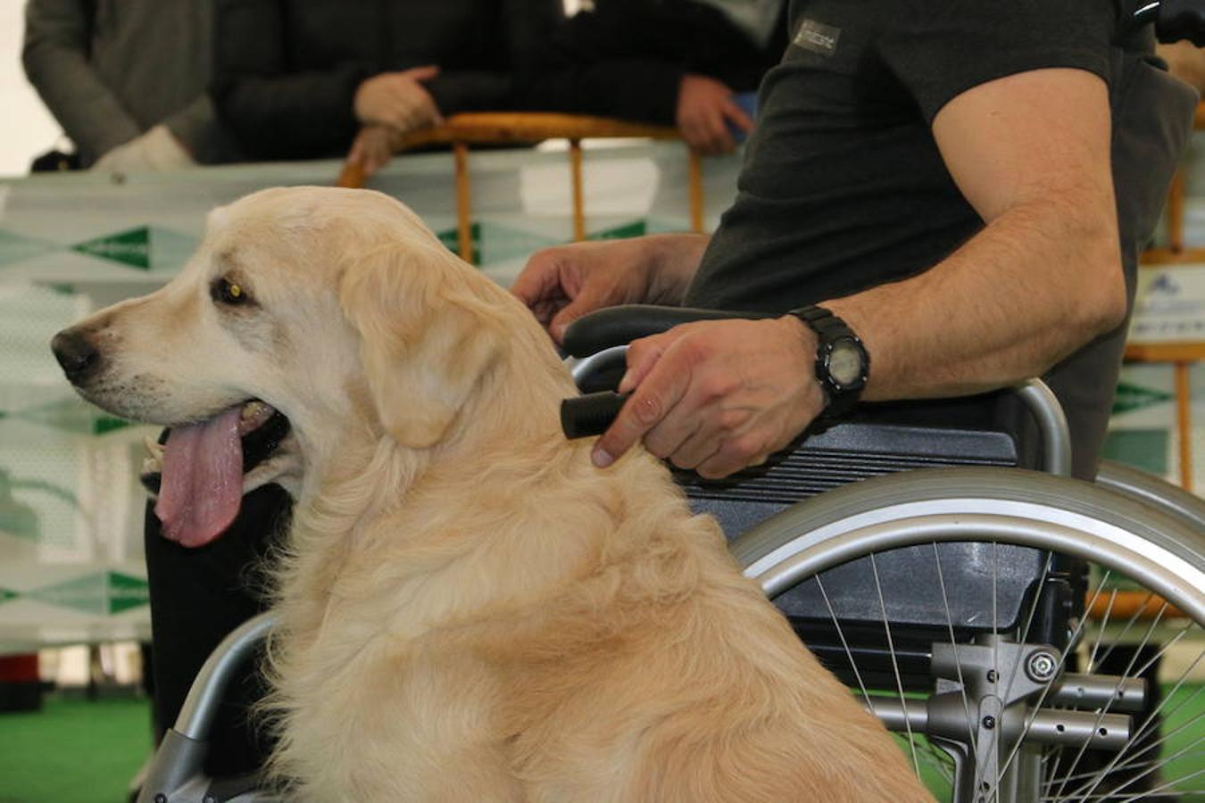 Fotos: Exhibición de perros en El Corte Inglés