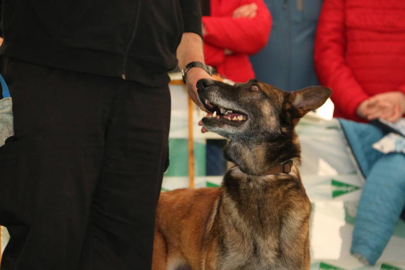 Fotos: Exhibición de perros en El Corte Inglés