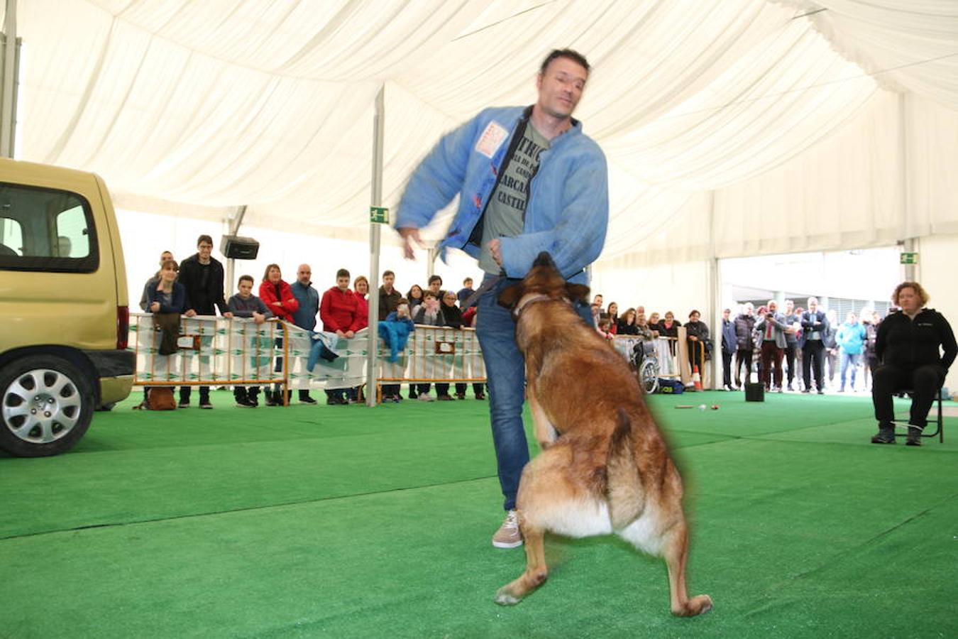 Fotos: Exhibición de perros en El Corte Inglés