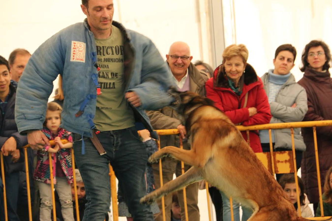 Fotos: Exhibición de perros en El Corte Inglés