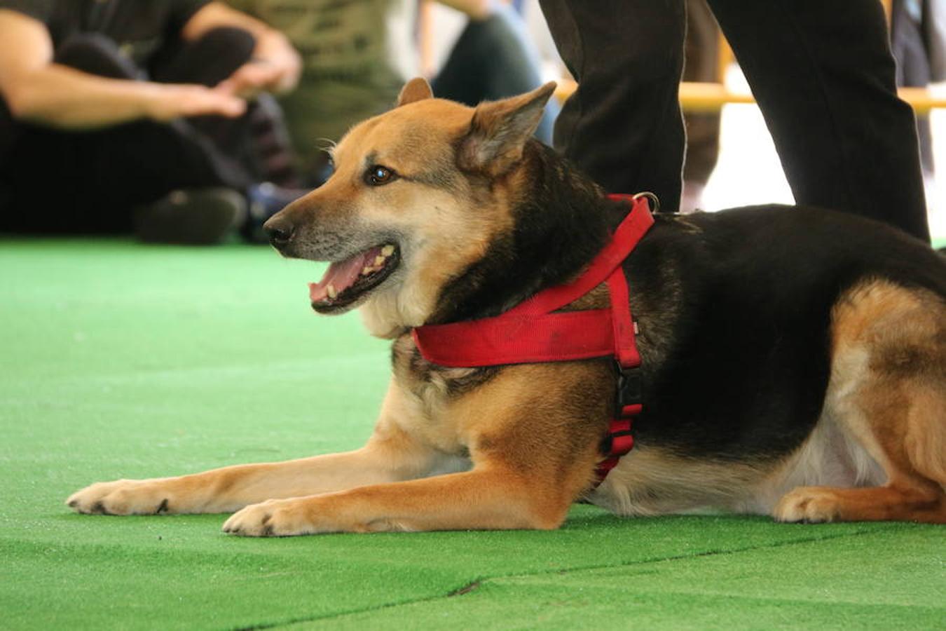 Fotos: Exhibición de perros en El Corte Inglés