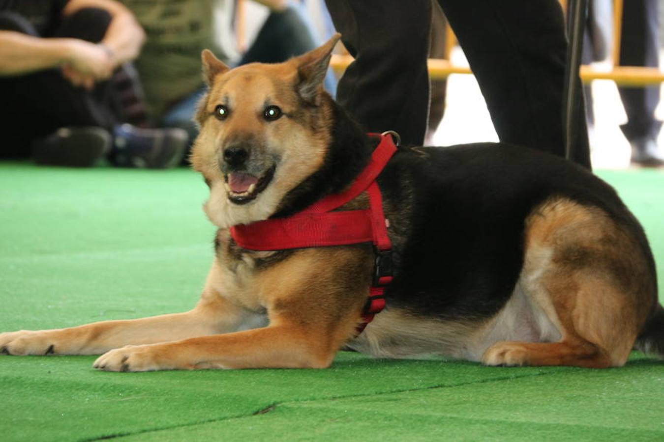 Fotos: Exhibición de perros en El Corte Inglés