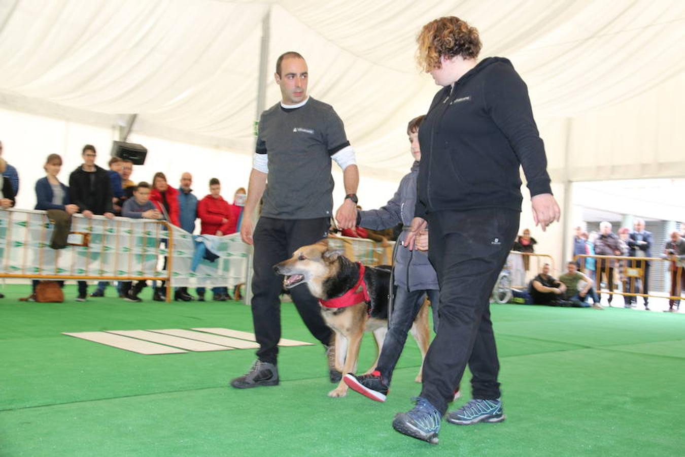 Fotos: Exhibición de perros en El Corte Inglés