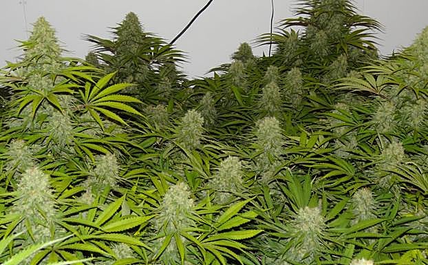 Plantas de marihuana, en una imagen de archivo. 