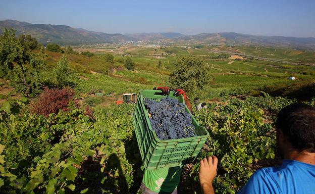 Primeros días de vendimia en la D.O. Bierzo.