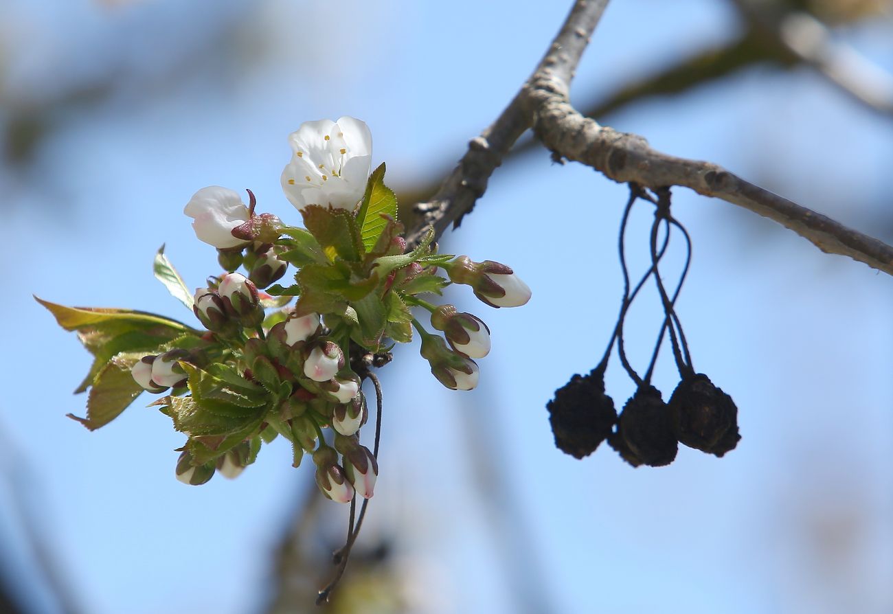 Primeros brotes primaverales en los frutales del Bierzo