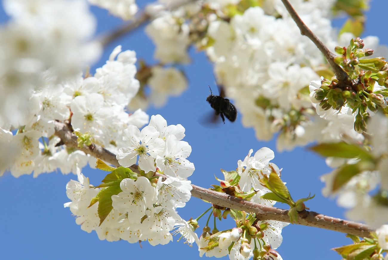 Primeros brotes primaverales en los frutales del Bierzo