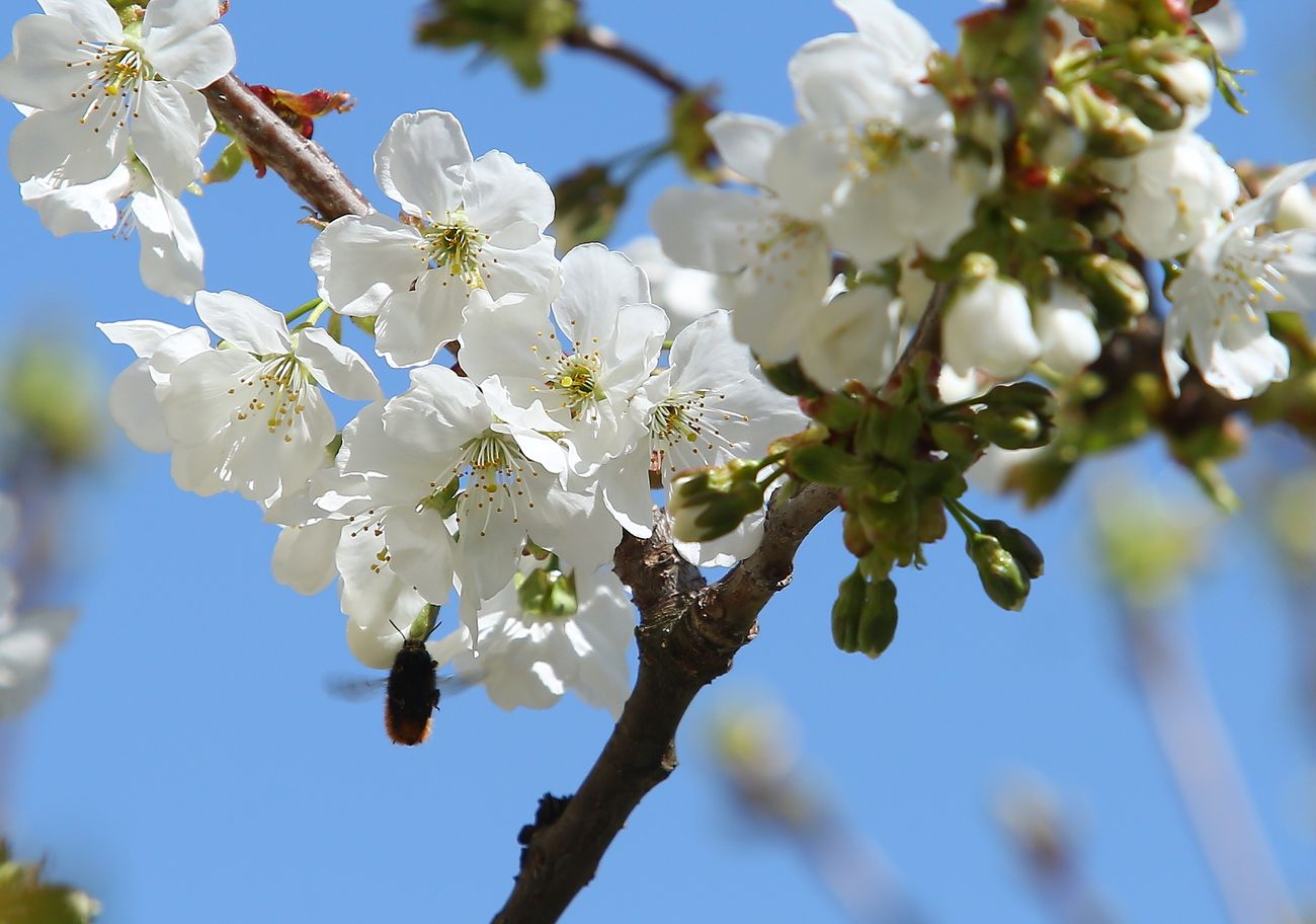 Primeros brotes primaverales en los frutales del Bierzo
