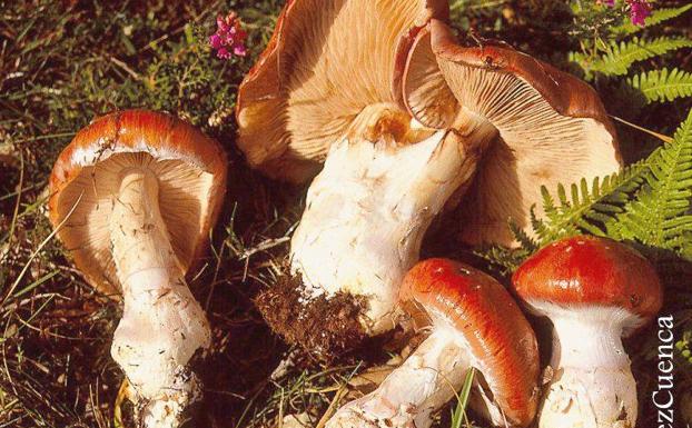 La Asociación Micológica Leonesa nombra 'Seta del año' a la Cortinarius praestans
