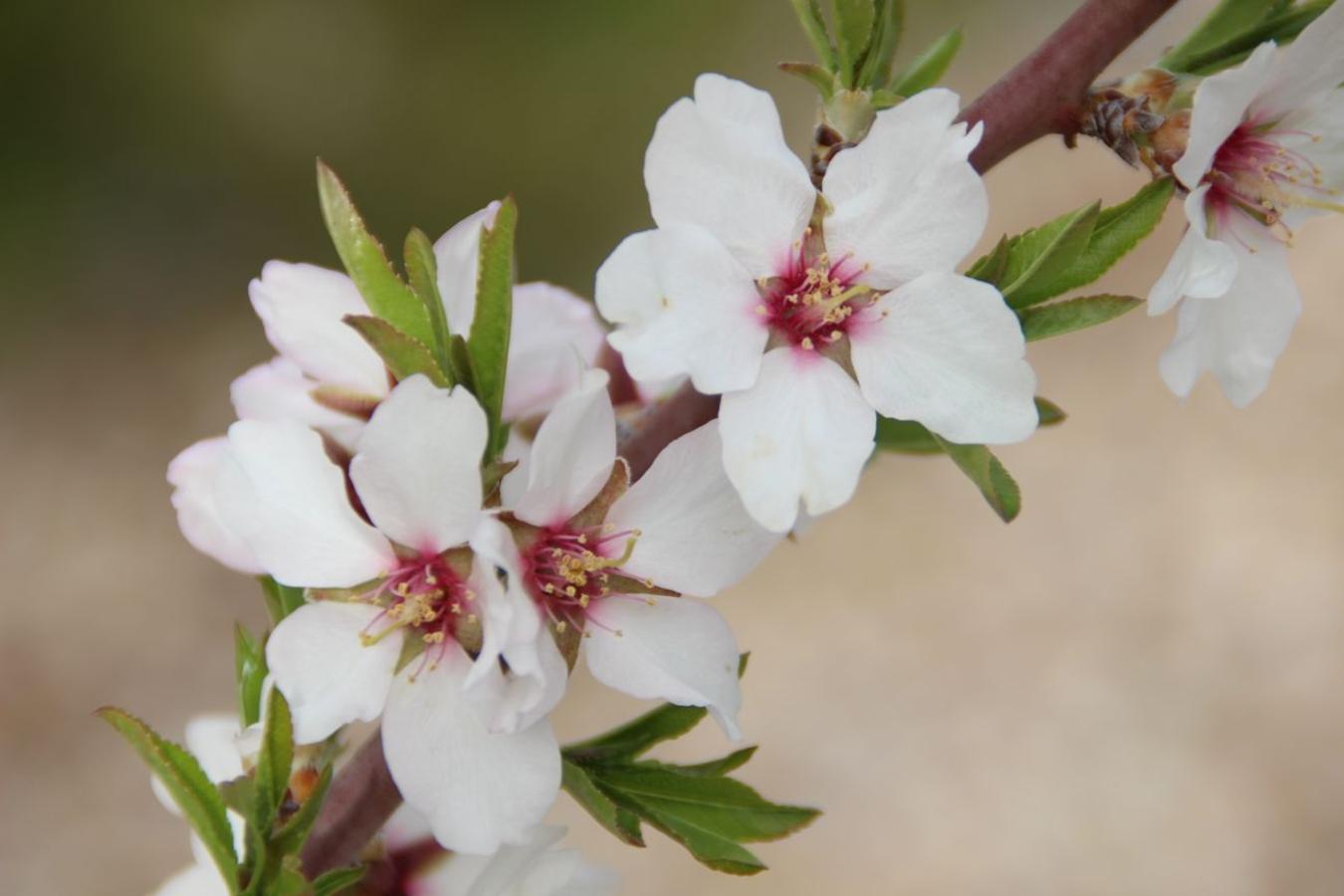 Almendro en flor.