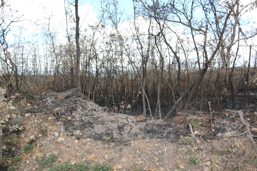 Fotos: Incendio en Ambasaguas