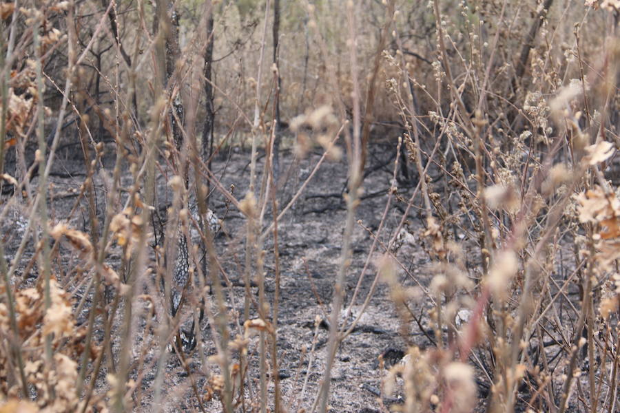 Fotos: Incendio en Ambasaguas