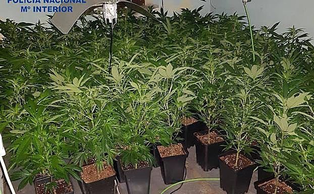 Plantas de marihuana.
