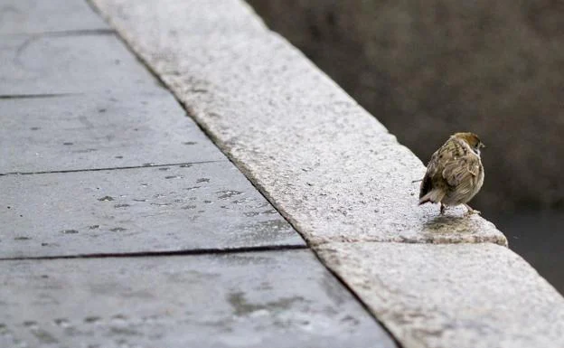 Imagen de un pájaro sobre el suelo mojado.