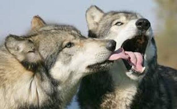 El consejero de Fomento asegura que no hay ninguna duda de que «el lobo es especie cinegética al norte del Duero»