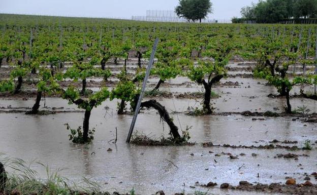 Las tormentas destrozan viñedos en La Seca, Valladolid, durante las lluvias de mediados de mayo.