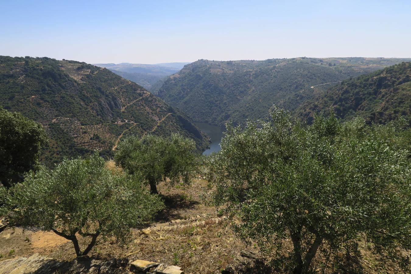 Olivos en las Arribes del Duero (Salamanca).