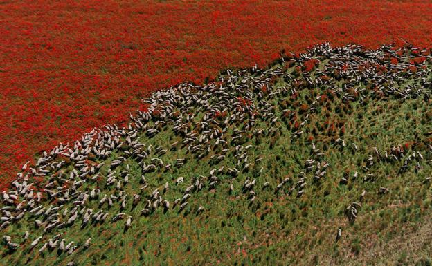 Un rebaño de 1500 ovejas realiza la trashumancia por la Cañada Occidental y Oriental Leonesa, en su camino hacia Picos de Europa. 