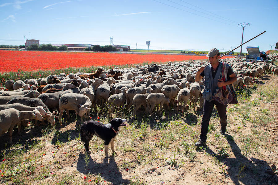 Fotos: Trashumancia por la Cañada Occidental y Oriental Leonesa