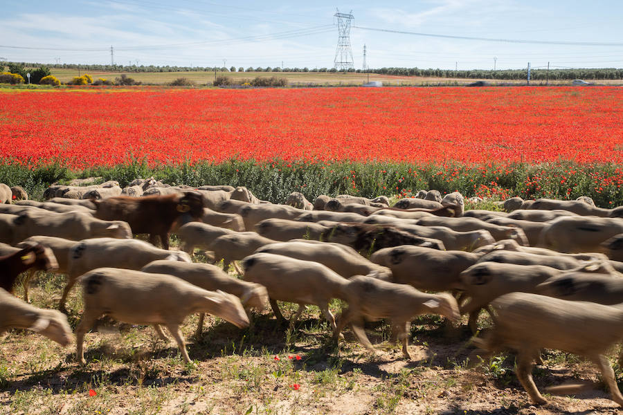 Fotos: Trashumancia por la Cañada Occidental y Oriental Leonesa