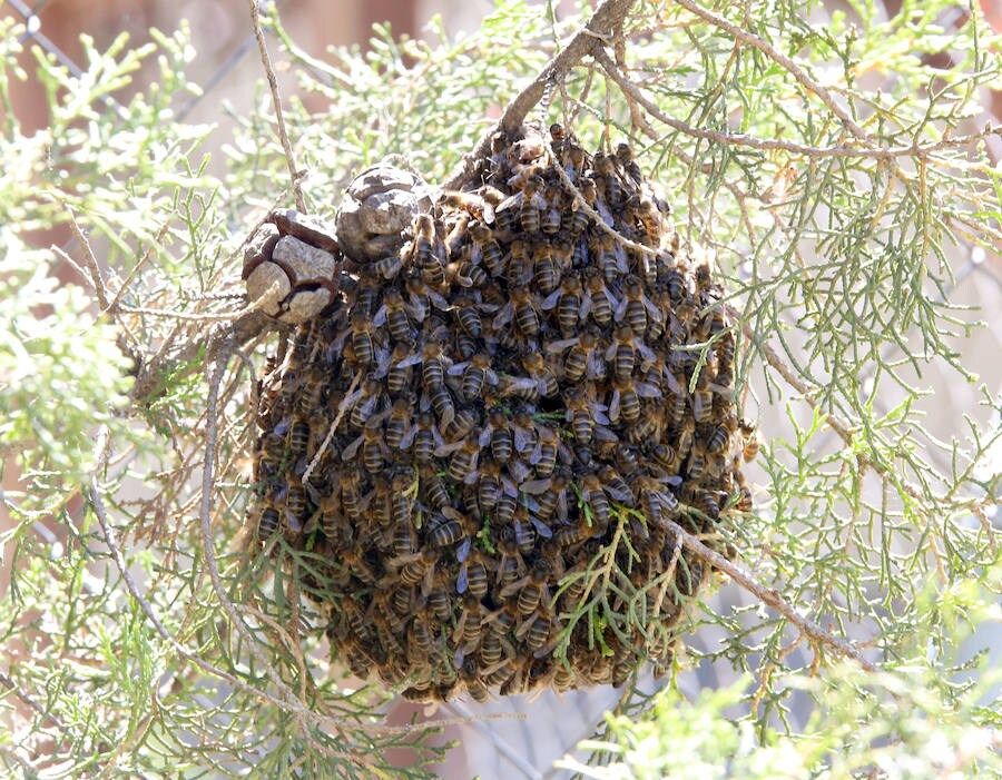 Centenares de abejas forman un enjambre en un jardín de la capital vallisoletana.