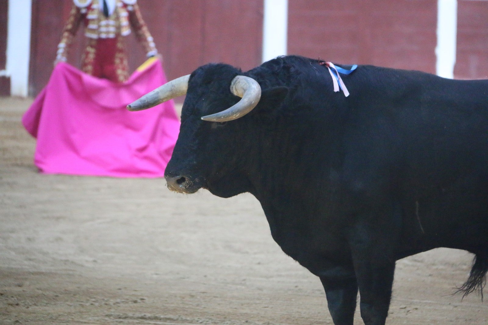 Fotos: Corrida del día  de San Juan, Morante, Manzanares, Talavante y Roca Rey